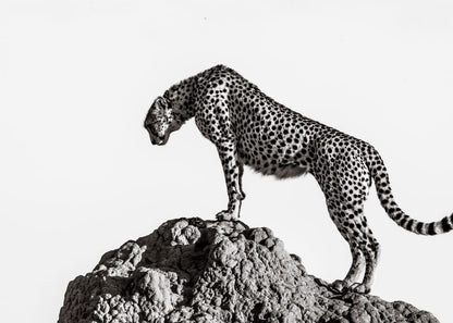 variant-50x70_no-margin
