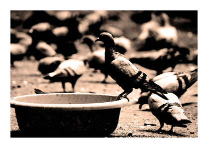 variant-50x70_with-margin