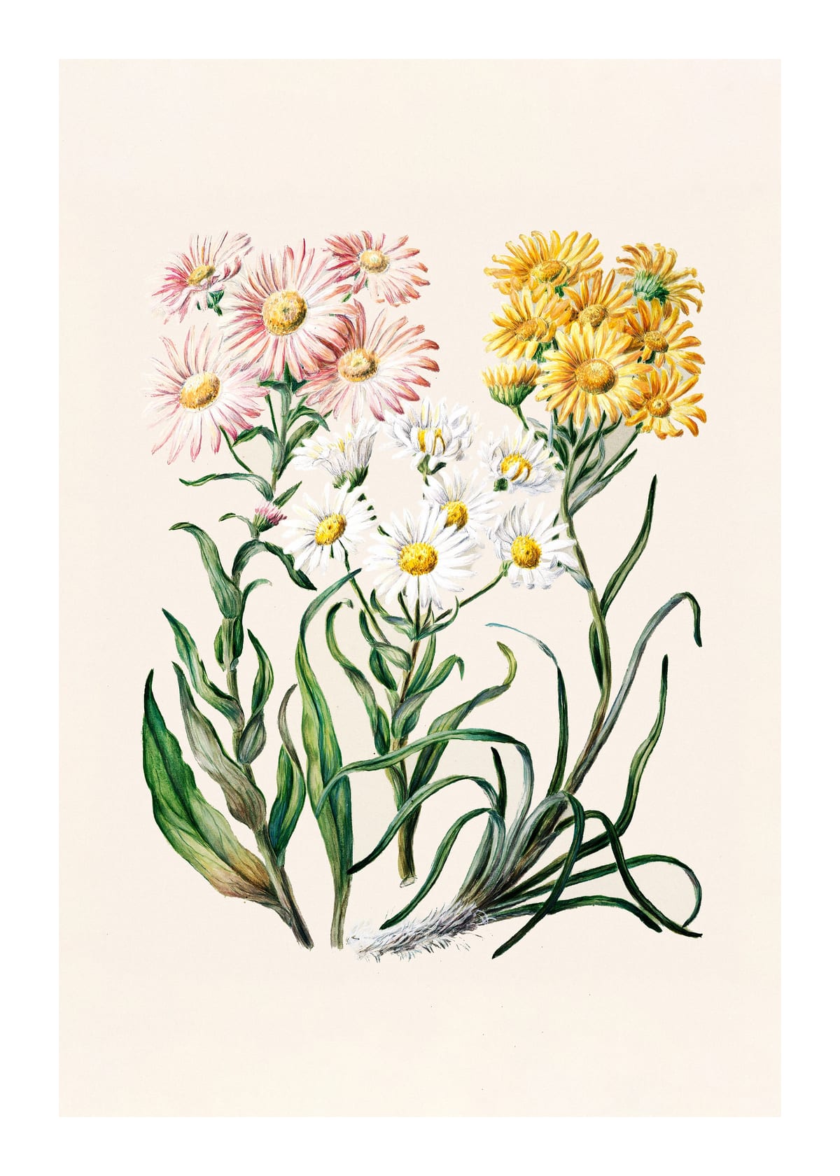 variant-50x70_with-margin