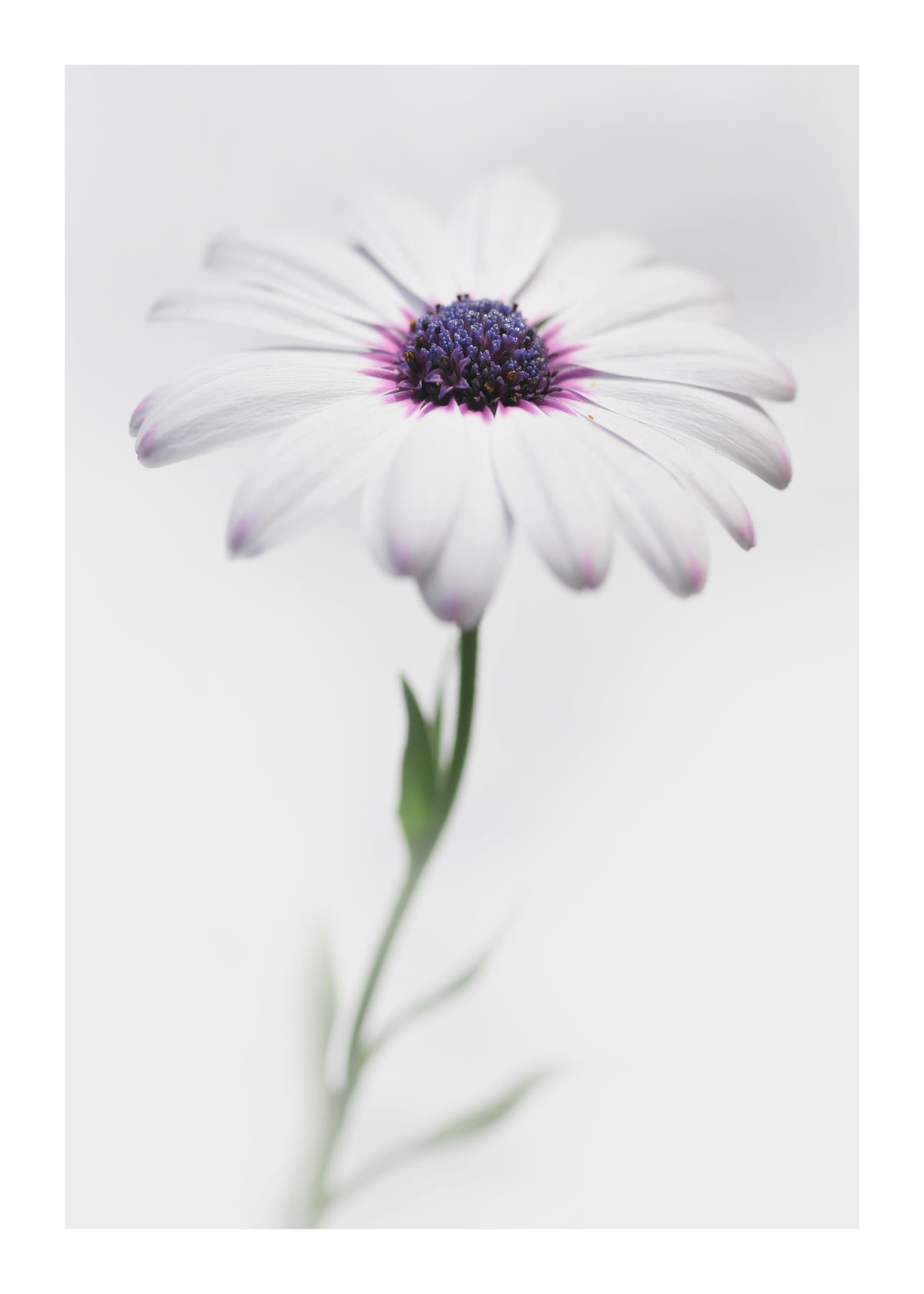 variant-50x70_with-margin