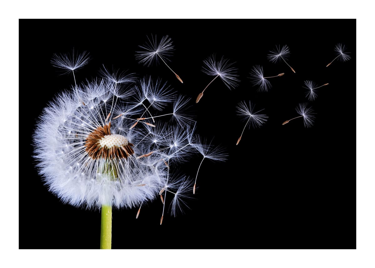 variant-50x70_with-margin