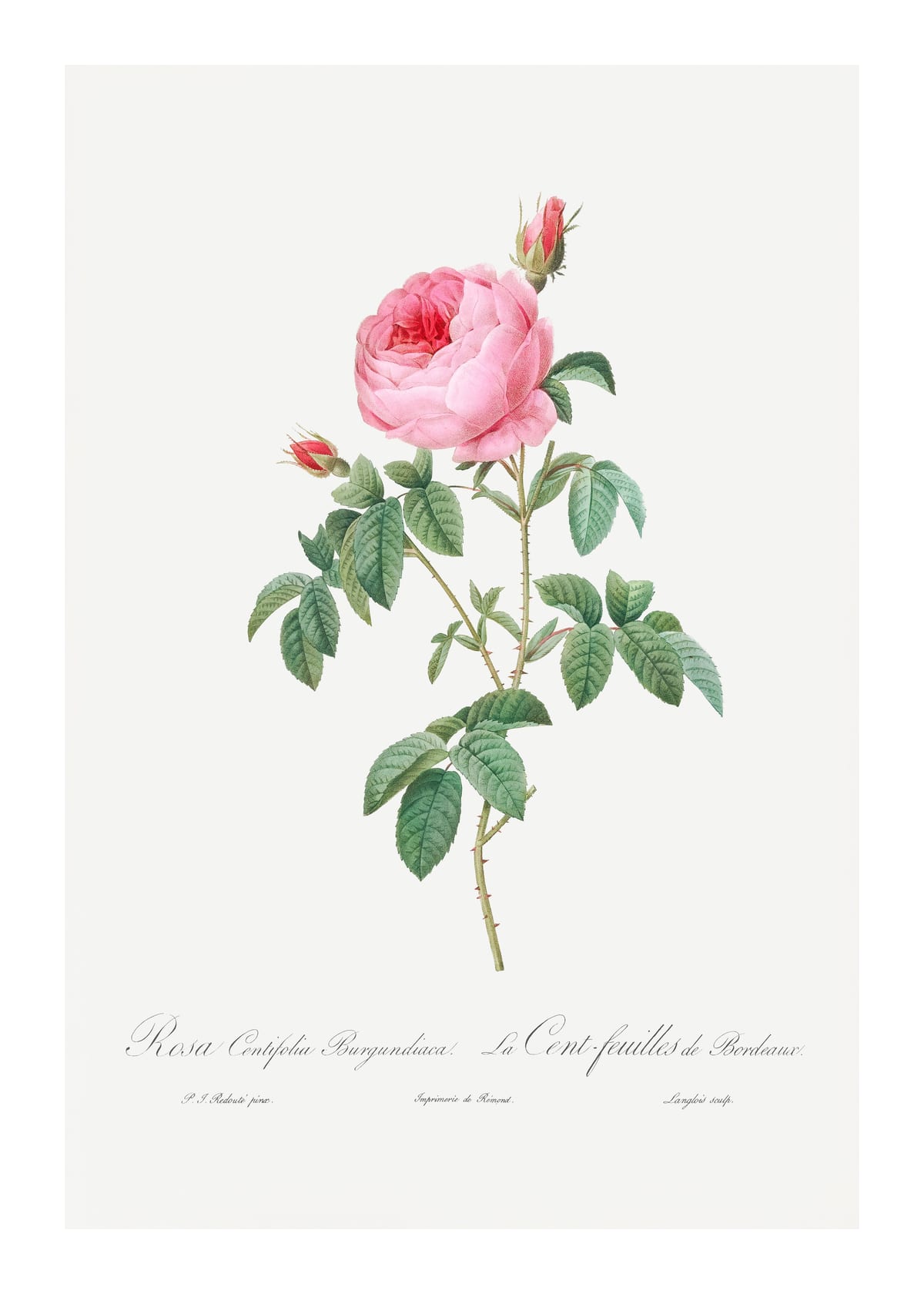 variant-50x70_with-margin