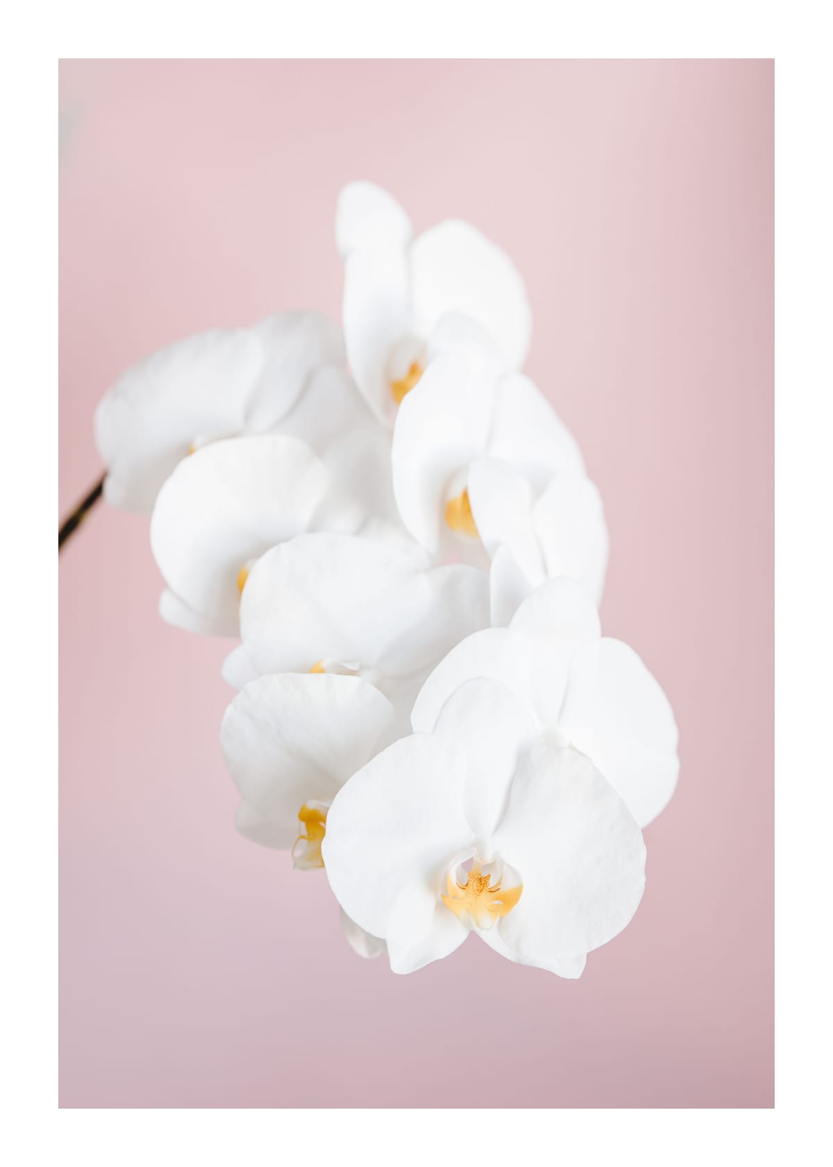 variant-50x70_with-margin