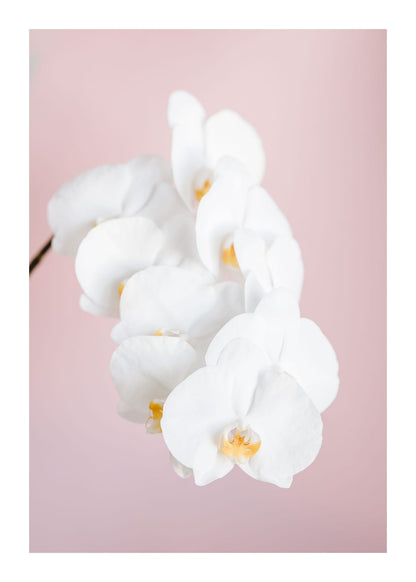 variant-50x70_with-margin