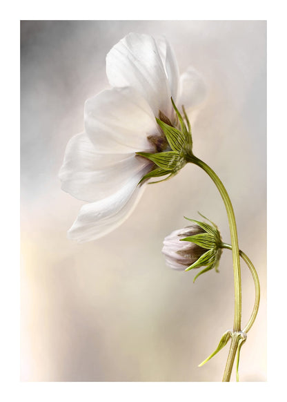 variant-50x70_with-margin