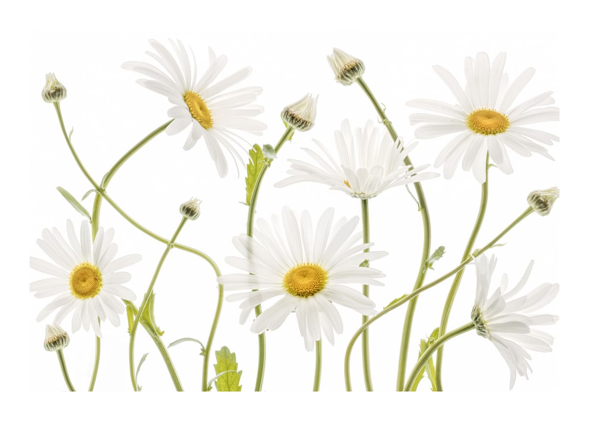 variant-50x70_with-margin