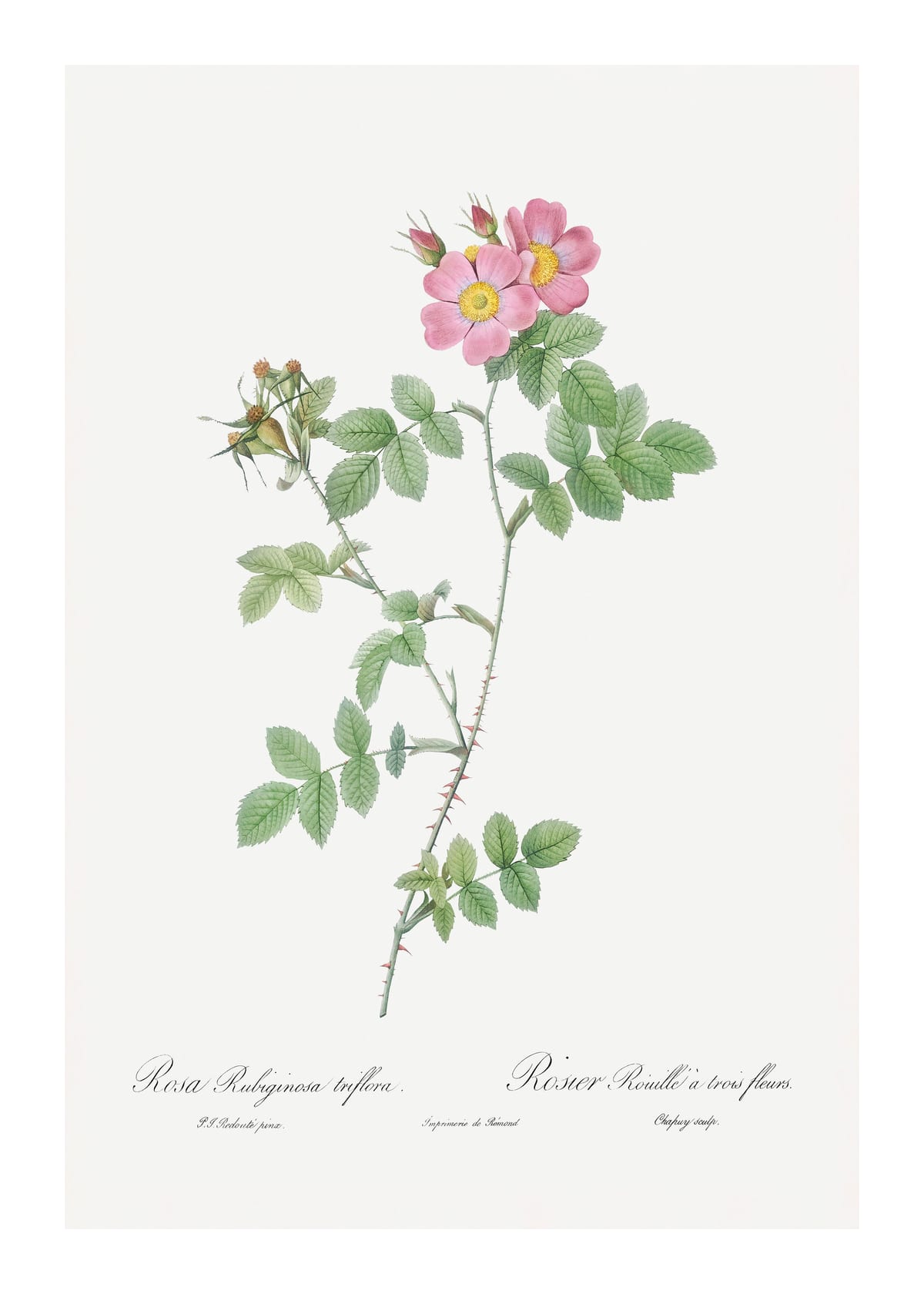 variant-50x70_with-margin