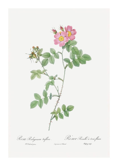 variant-50x70_with-margin