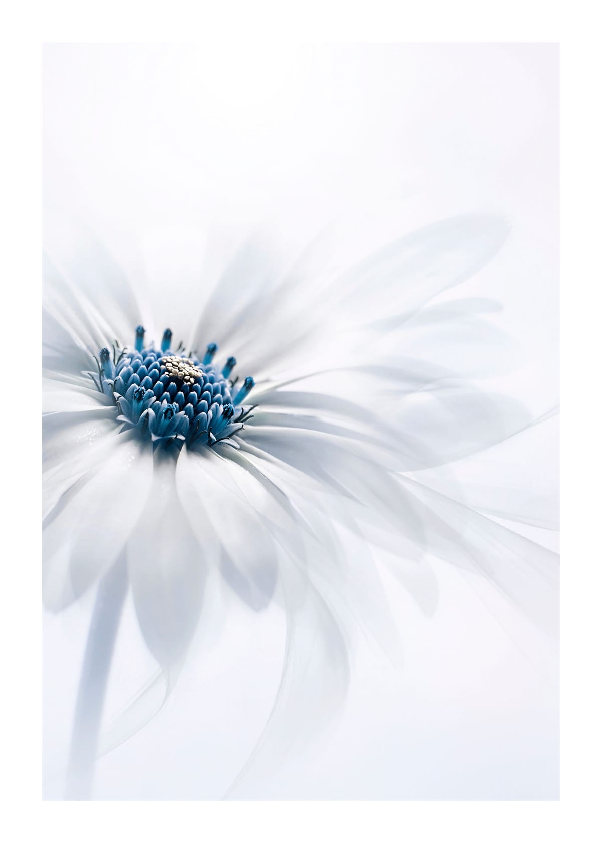 variant-50x70_with-margin