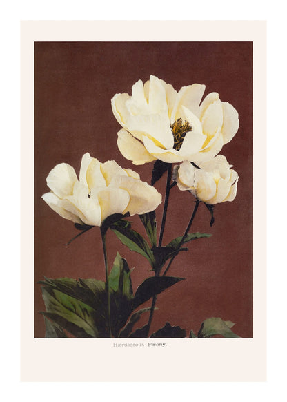 variant-50x70_with-margin