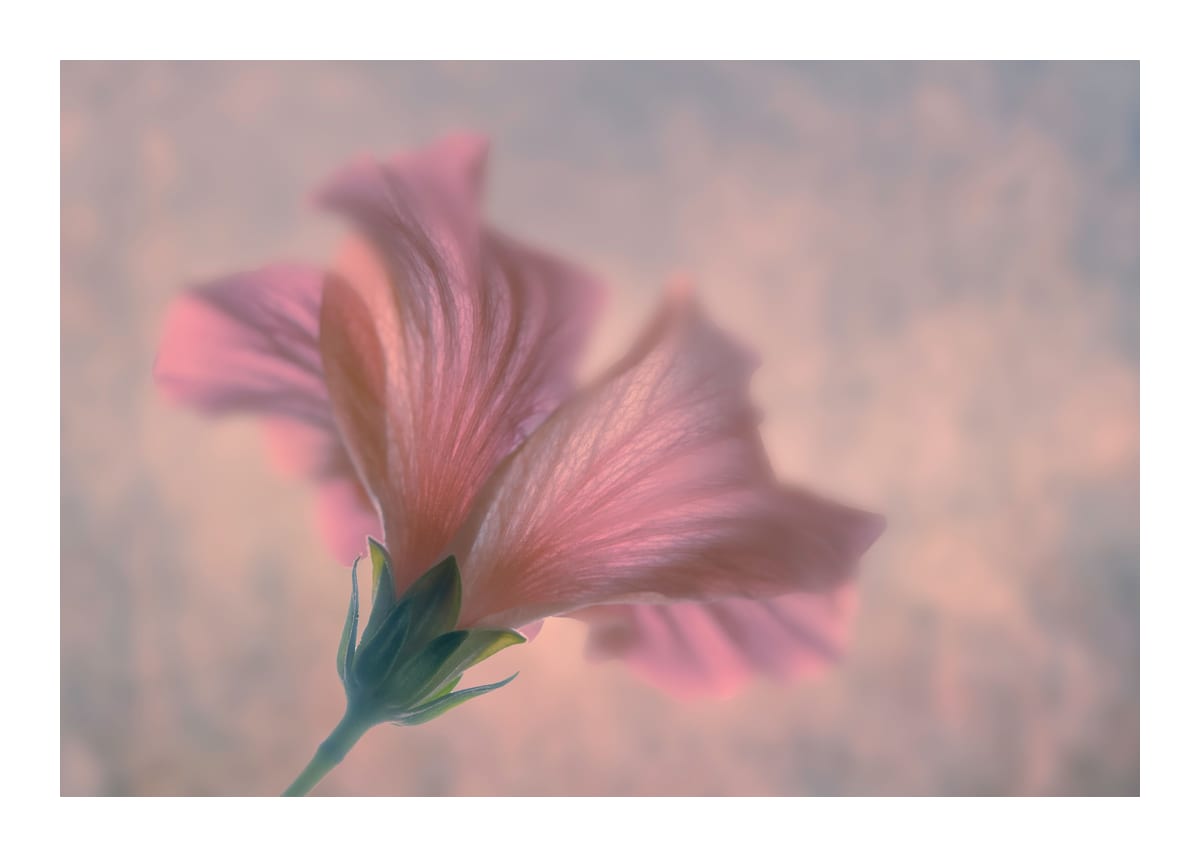variant-50x70_with-margin