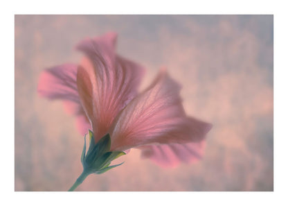 variant-50x70_with-margin