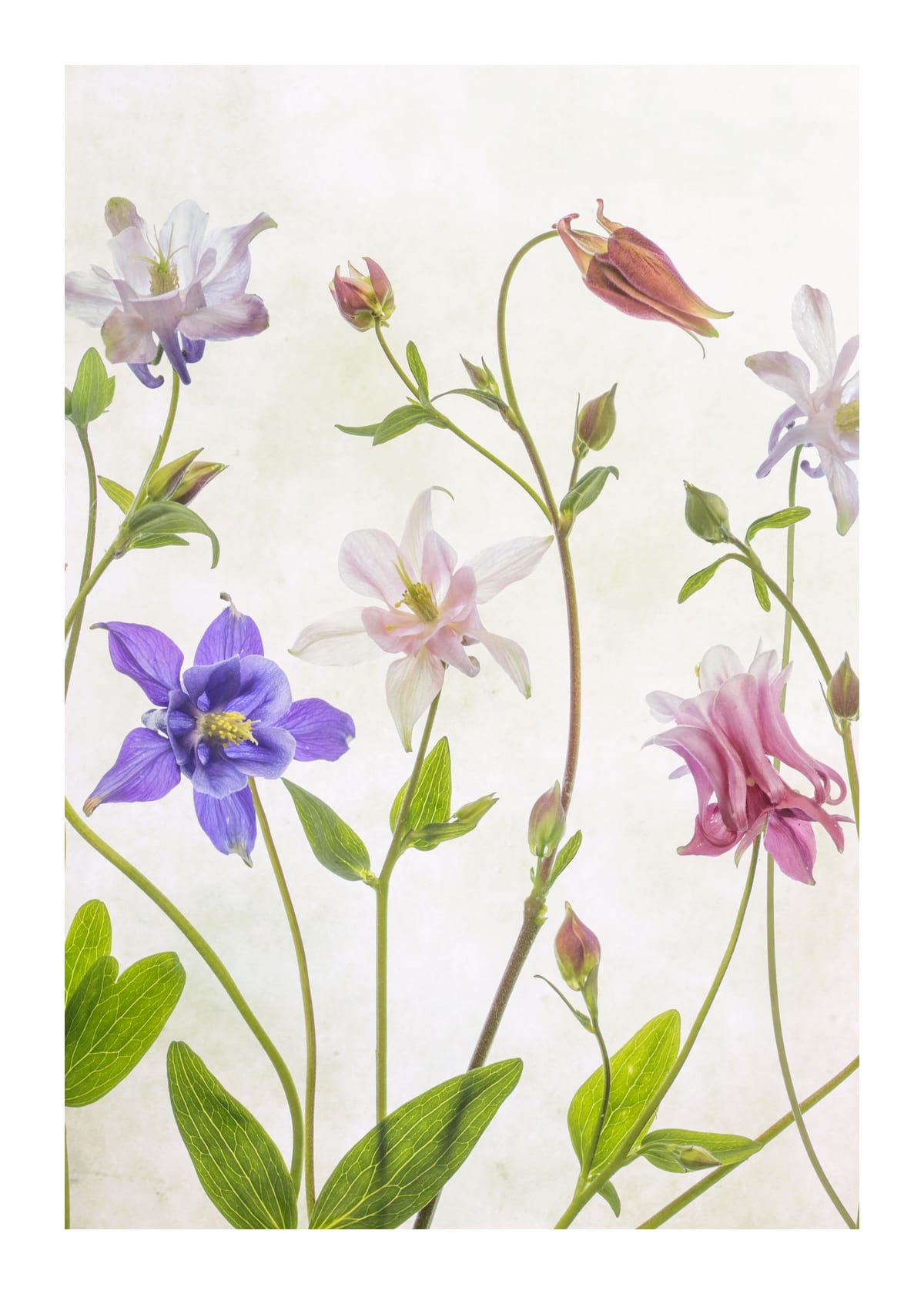 variant-50x70_with-margin