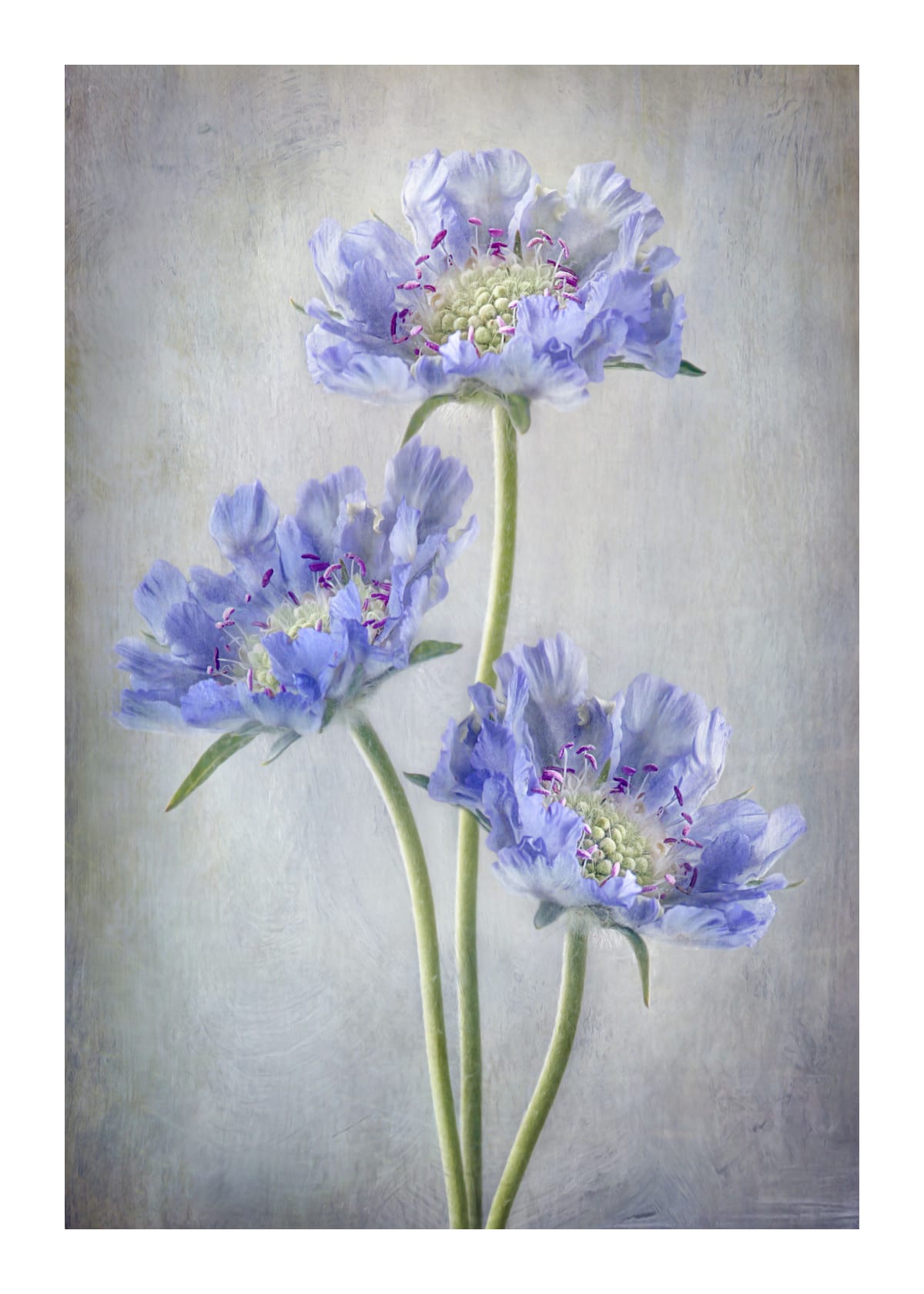 variant-50x70_with-margin