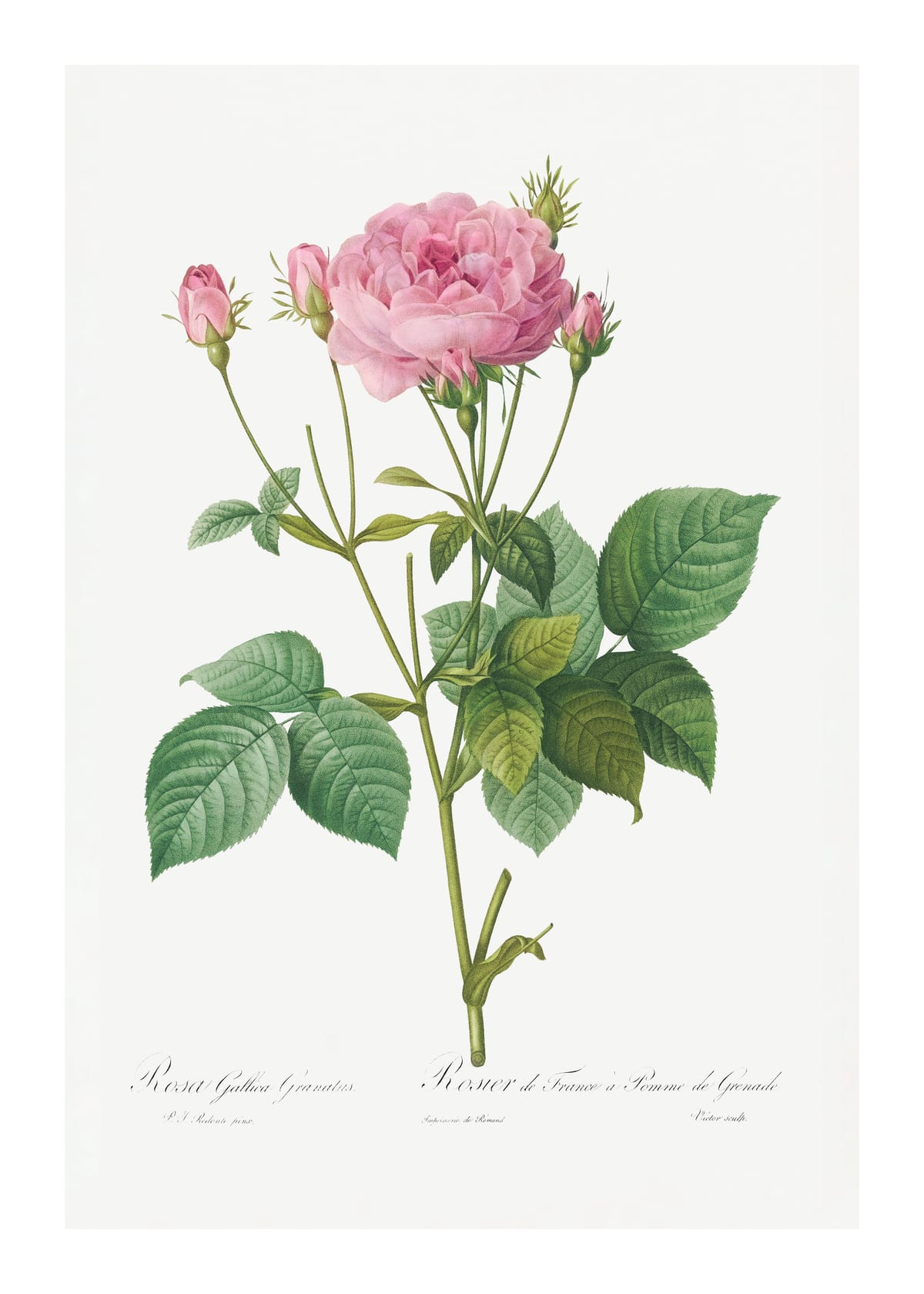 variant-50x70_with-margin