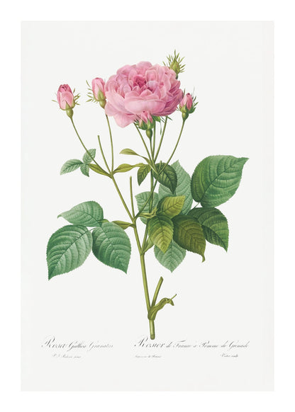 variant-50x70_with-margin