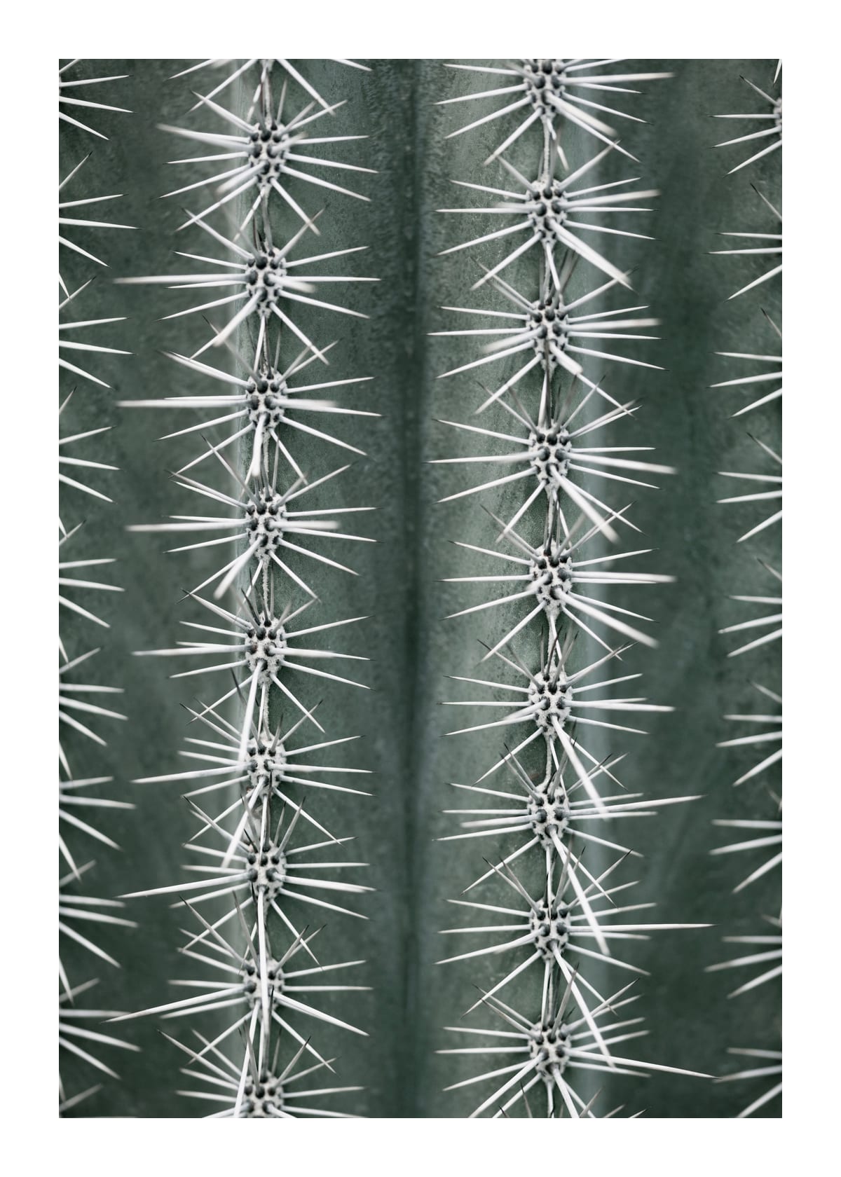 variant-50x70_with-margin