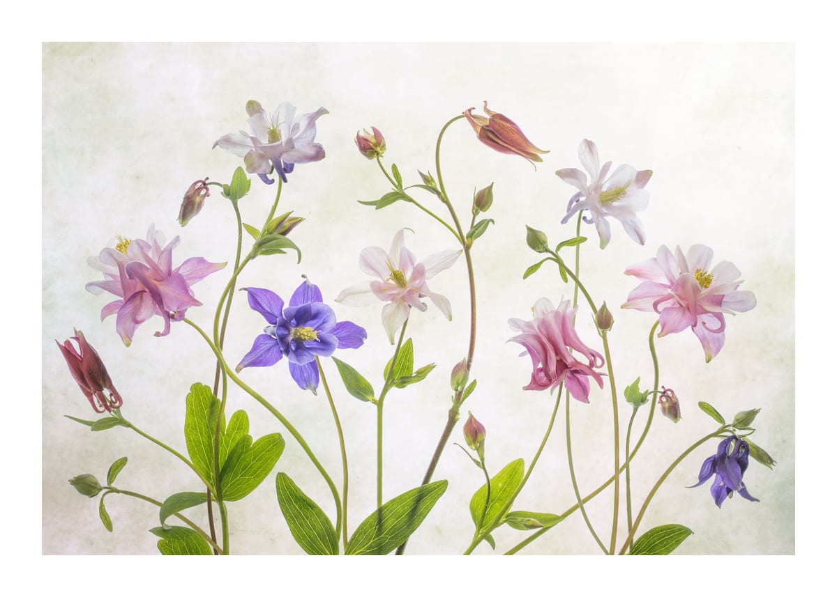 variant-50x70_with-margin