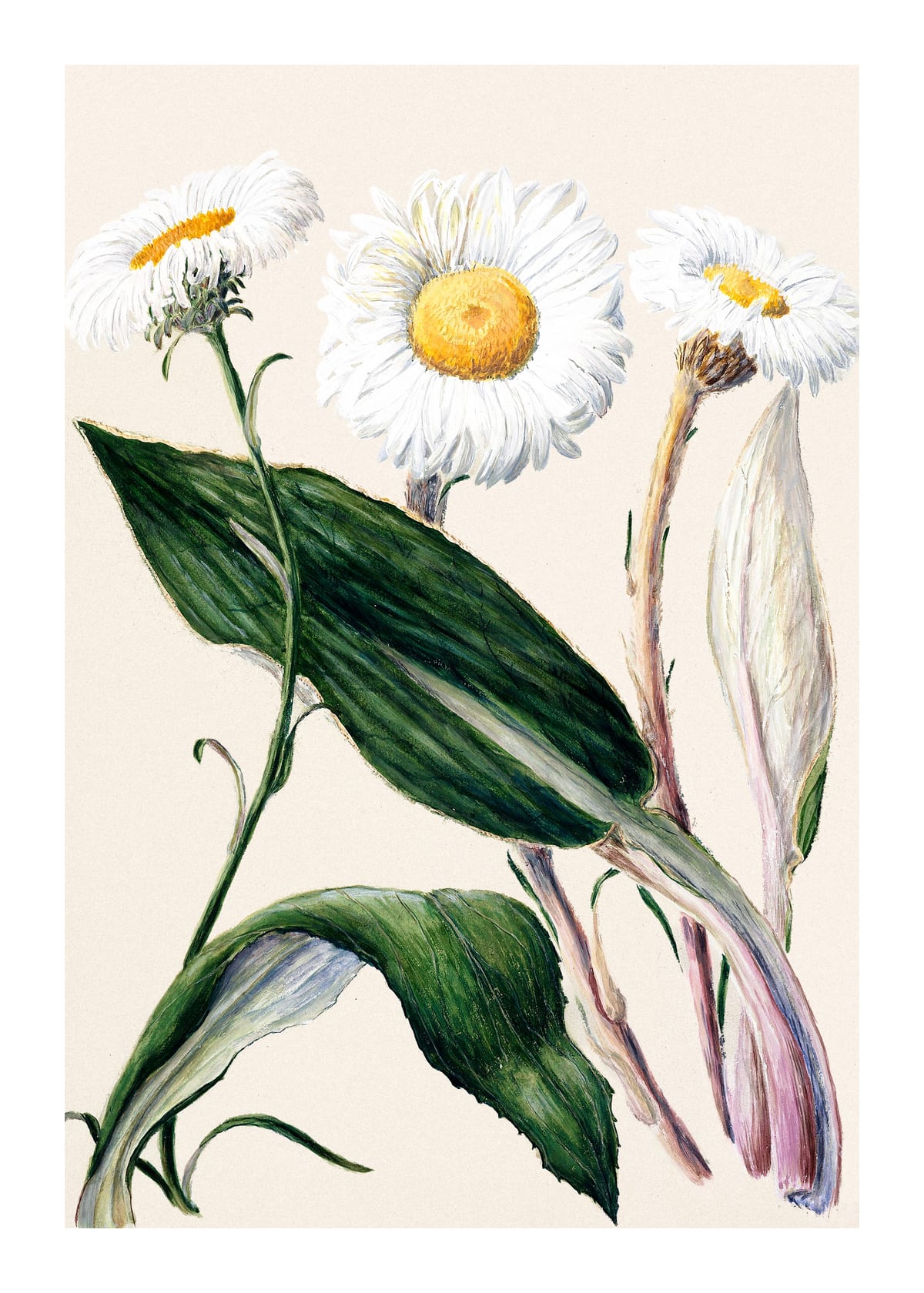 variant-50x70_with-margin