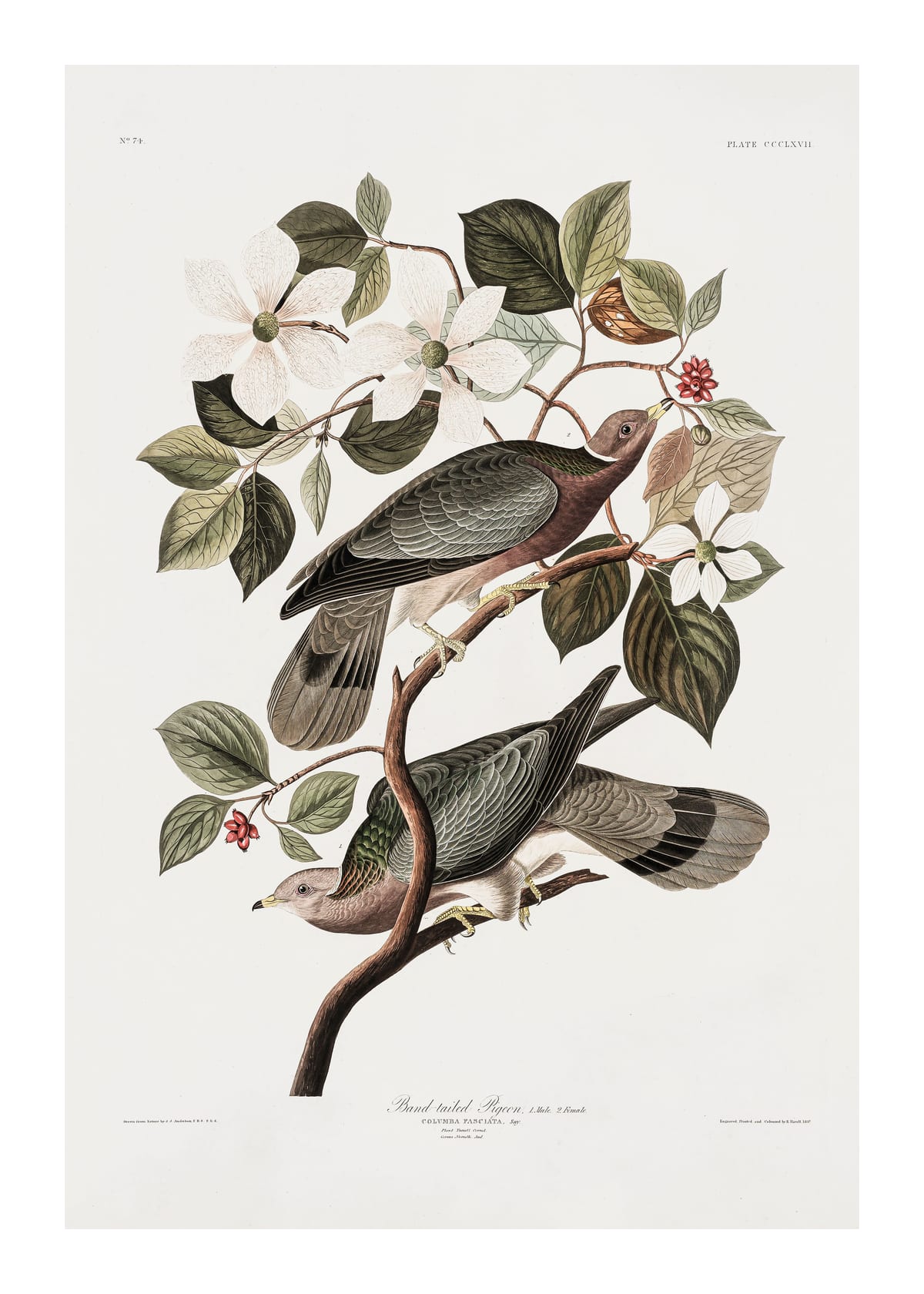 variant-50x70_with-margin