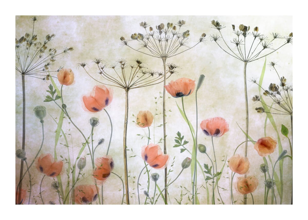 variant-50x70_with-margin