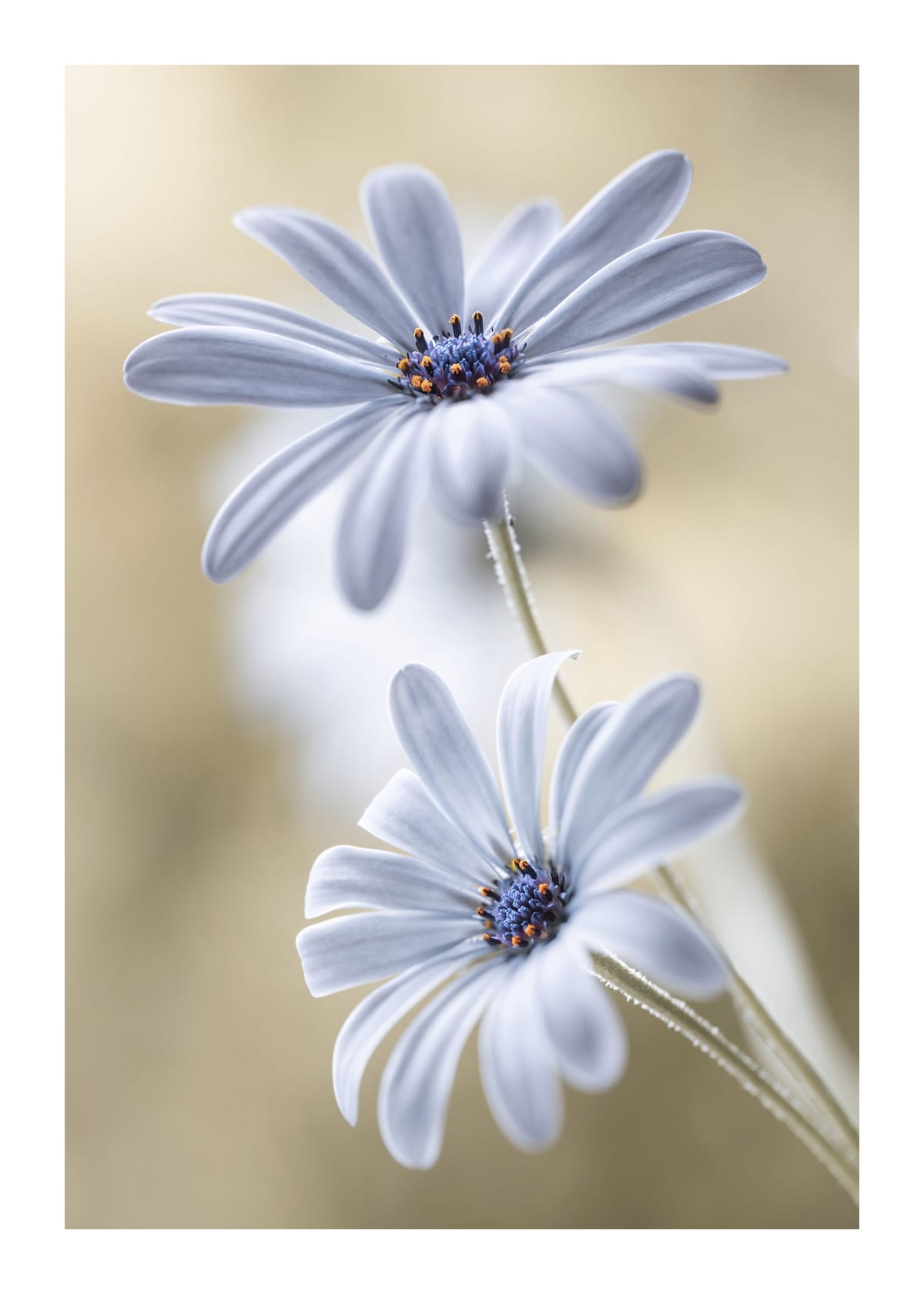variant-50x70_with-margin