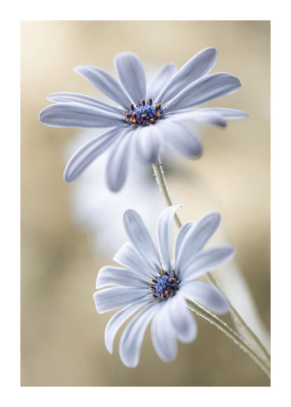 variant-50x70_with-margin