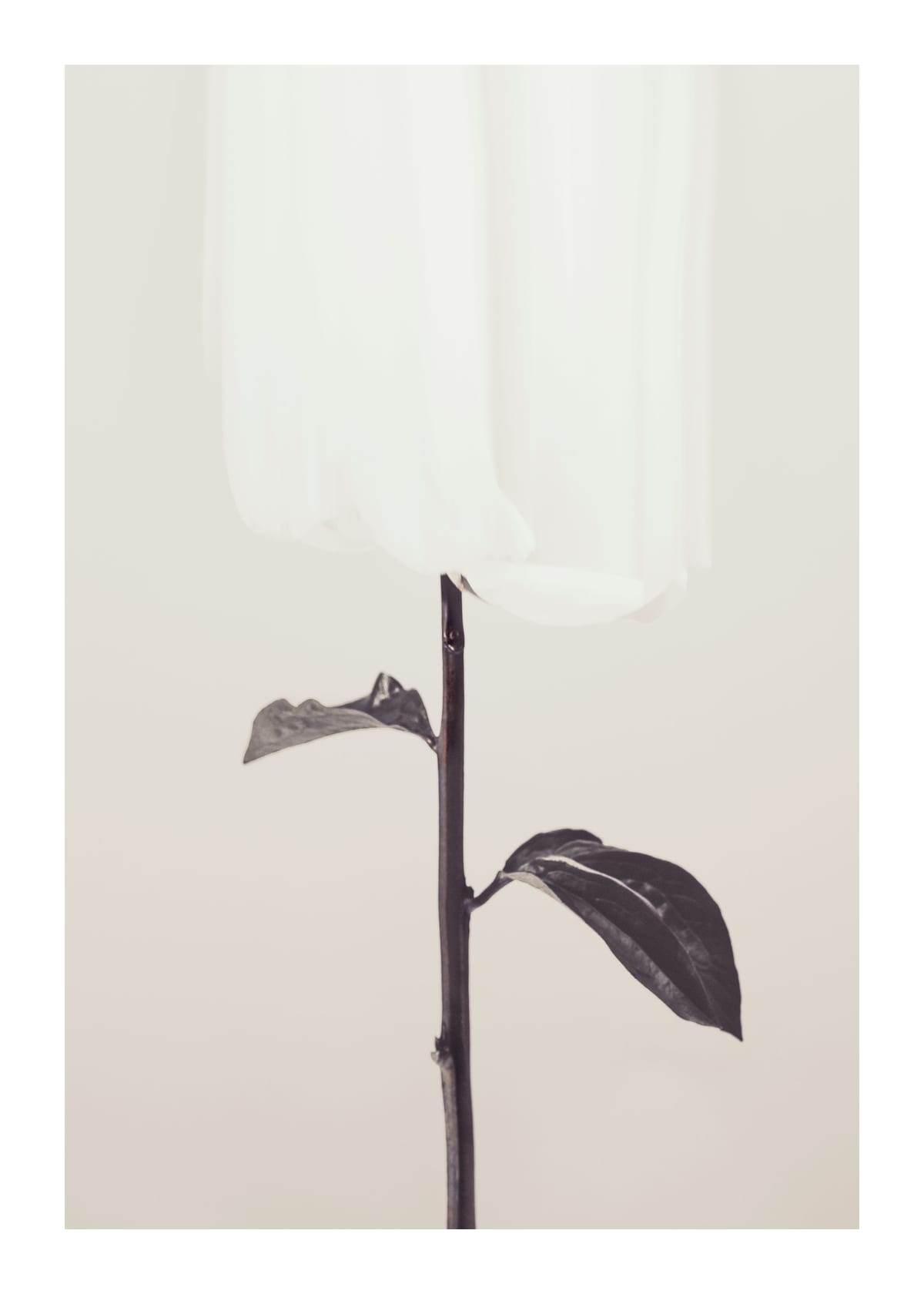 variant-50x70_with-margin