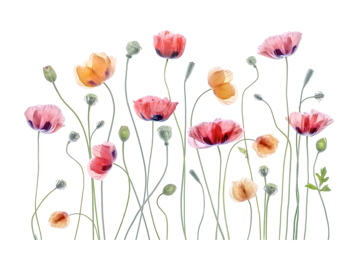 variant-50x70_with-margin
