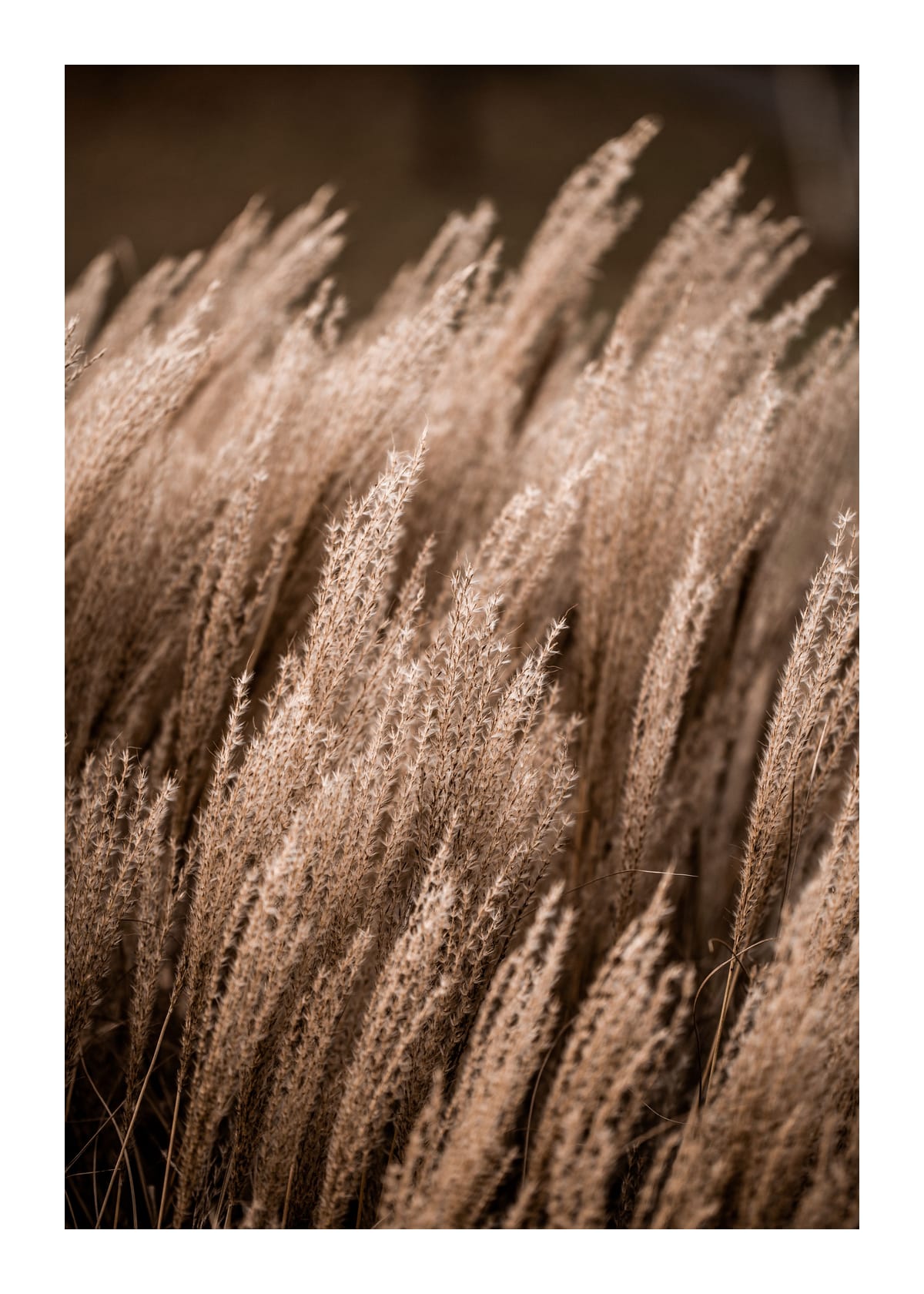 variant-50x70_with-margin