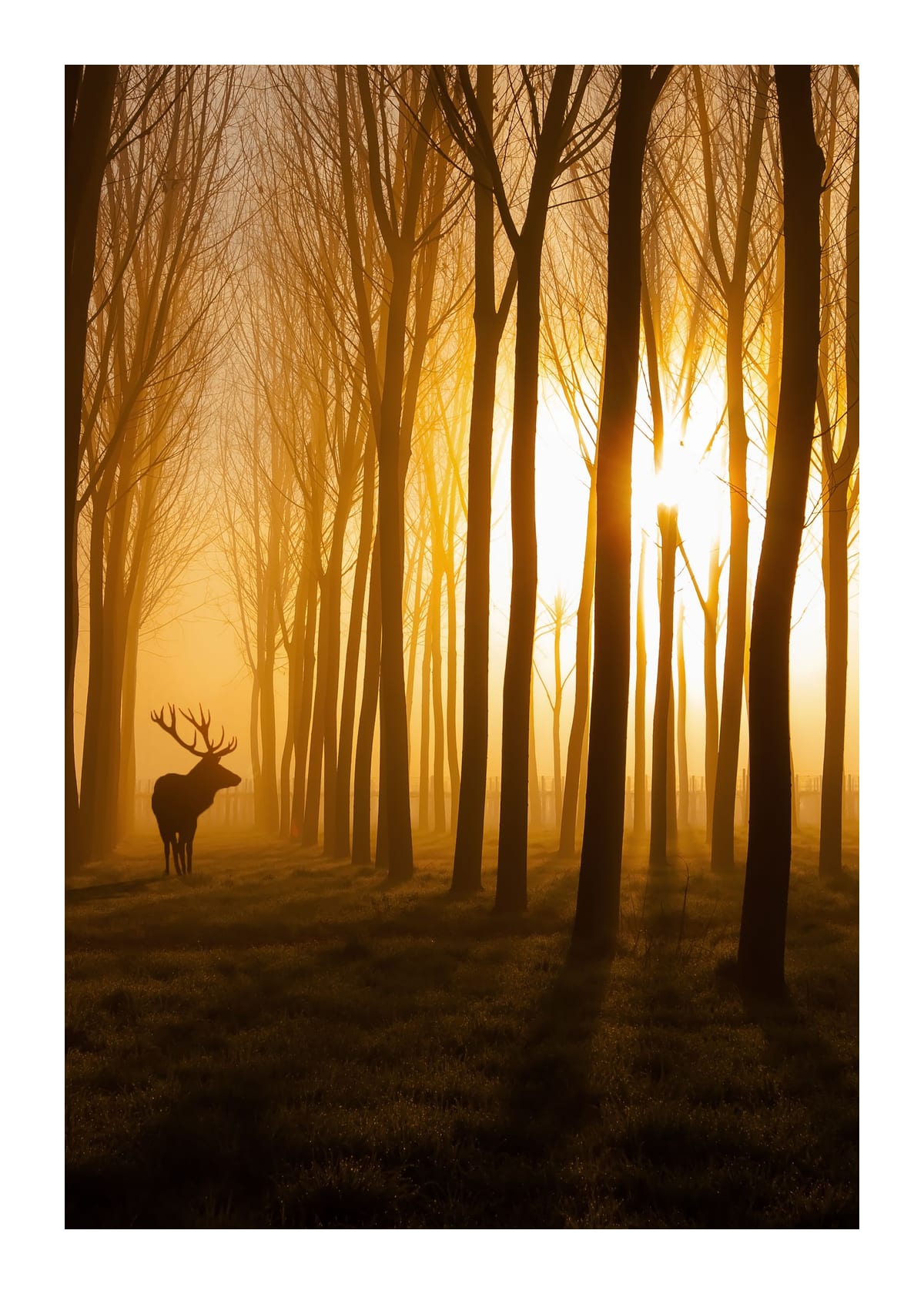 variant-50x70_with-margin
