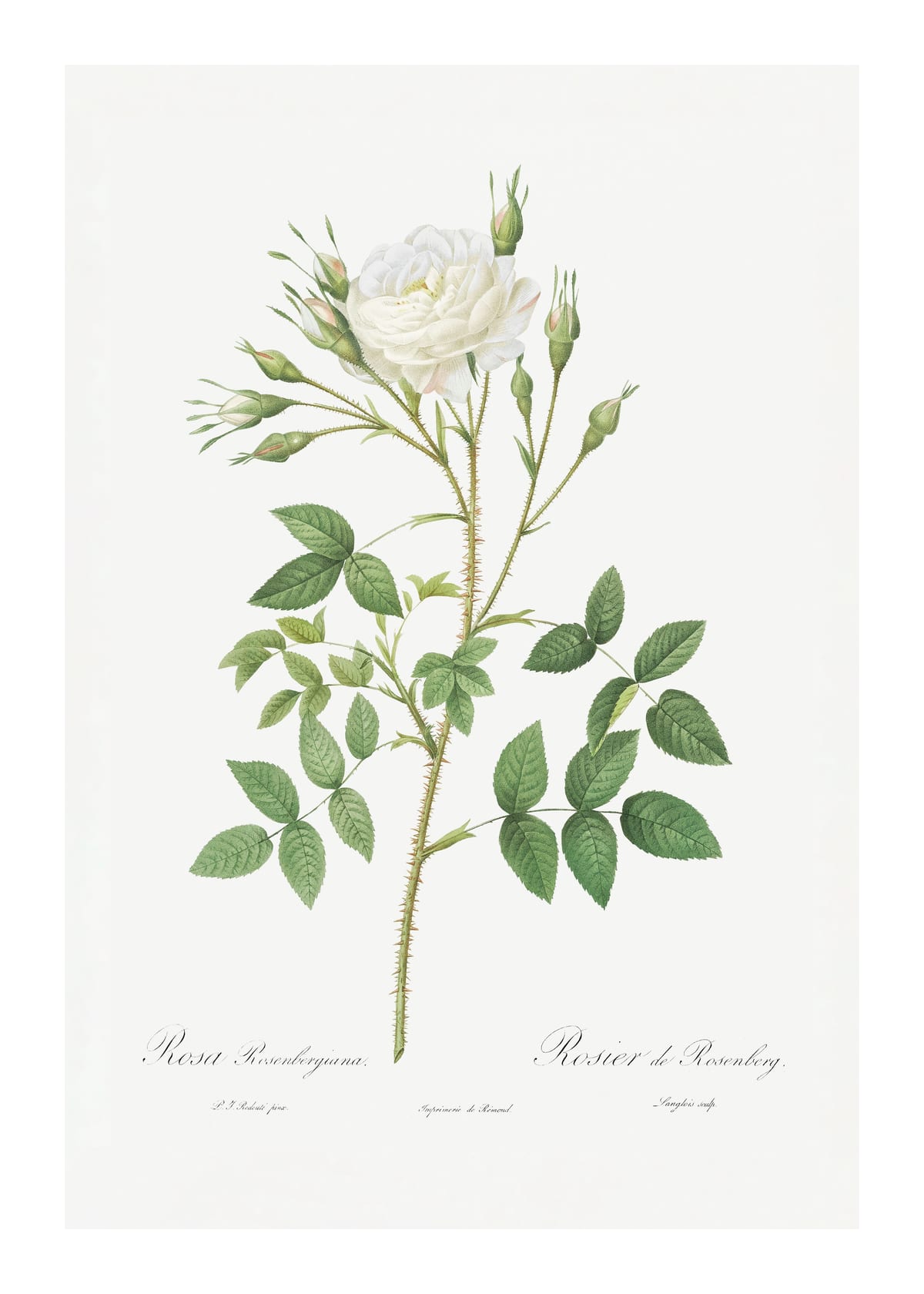 variant-50x70_with-margin