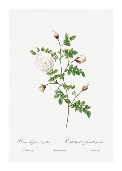variant-50x70_with-margin