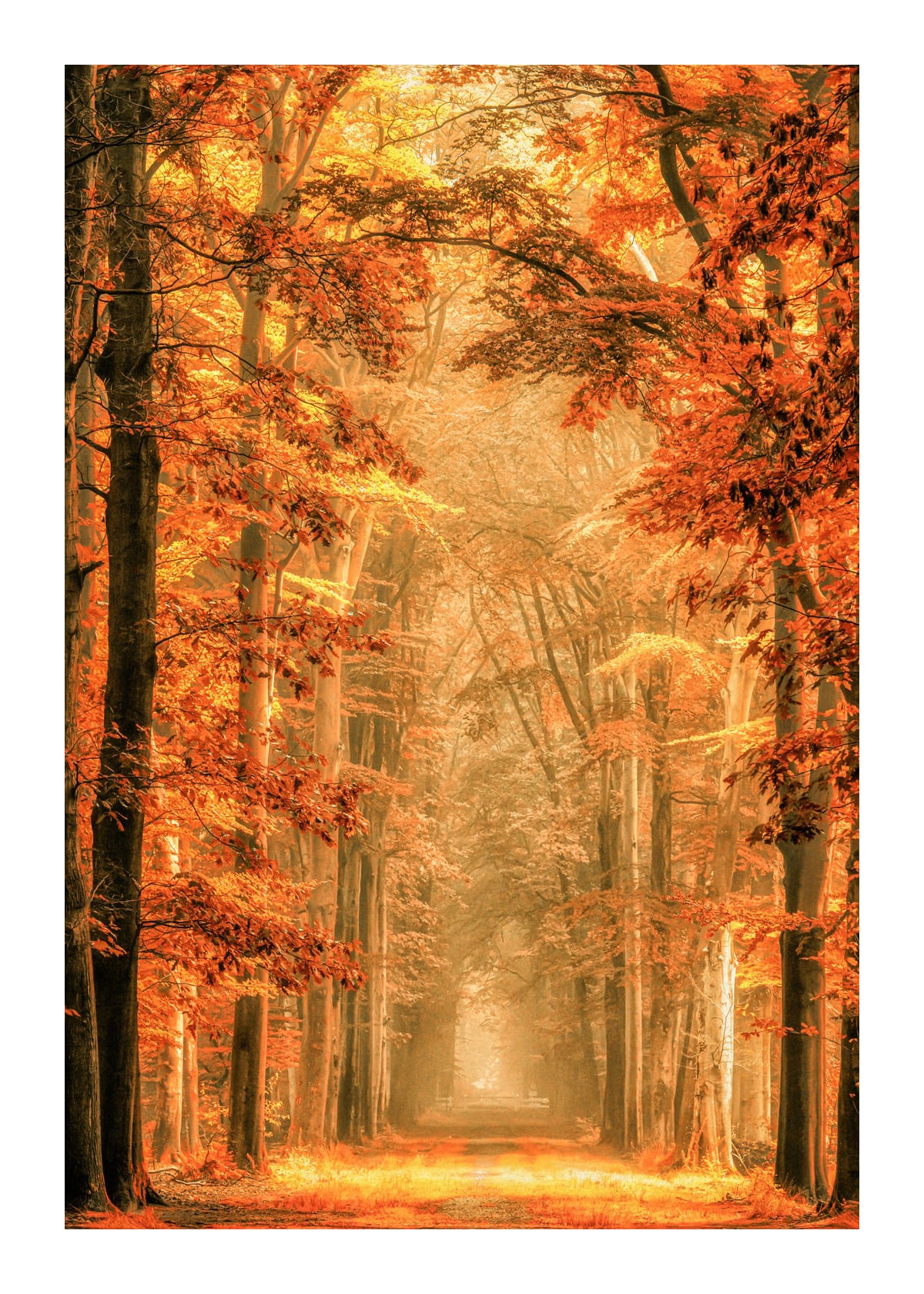 variant-50x70_with-margin