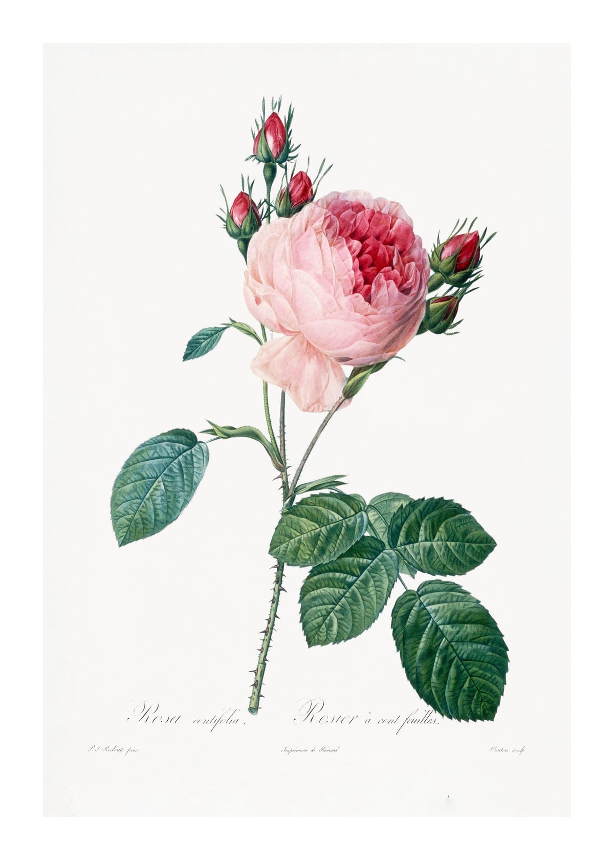 variant-50x70_with-margin