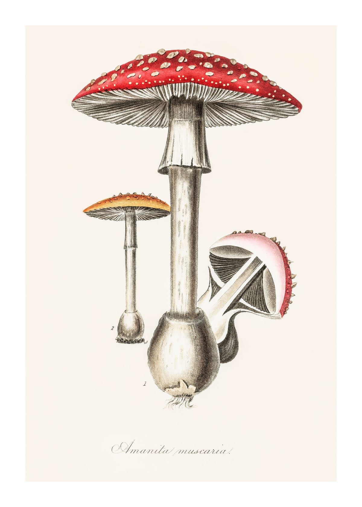 variant-50x70_with-margin