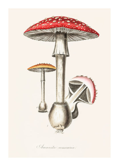 variant-50x70_with-margin