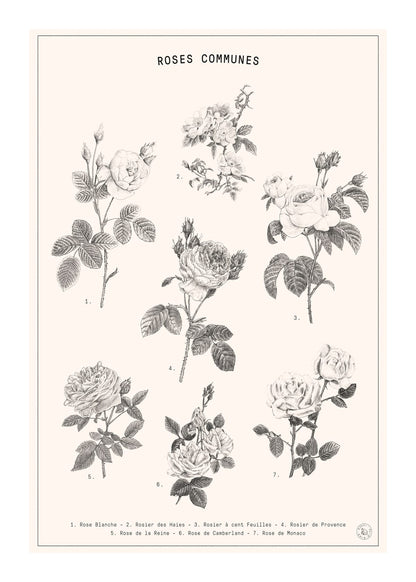 variant-50x70_with-margin
