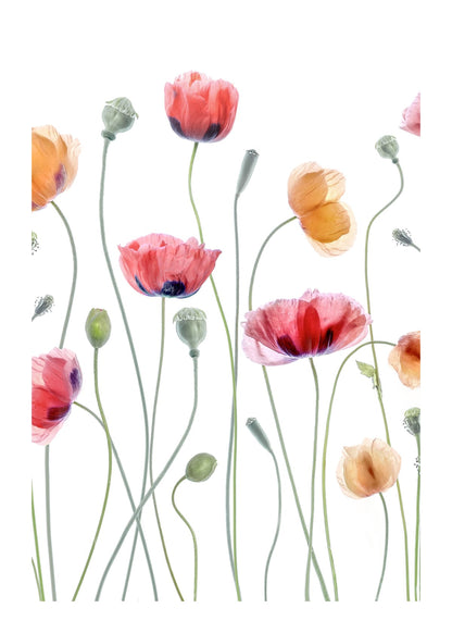 variant-50x70_with-margin