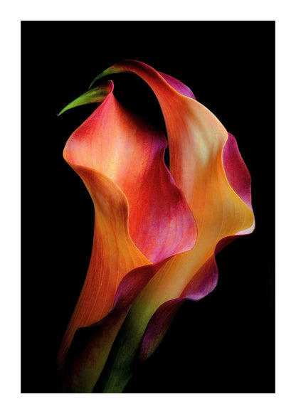 variant-50x70_with-margin