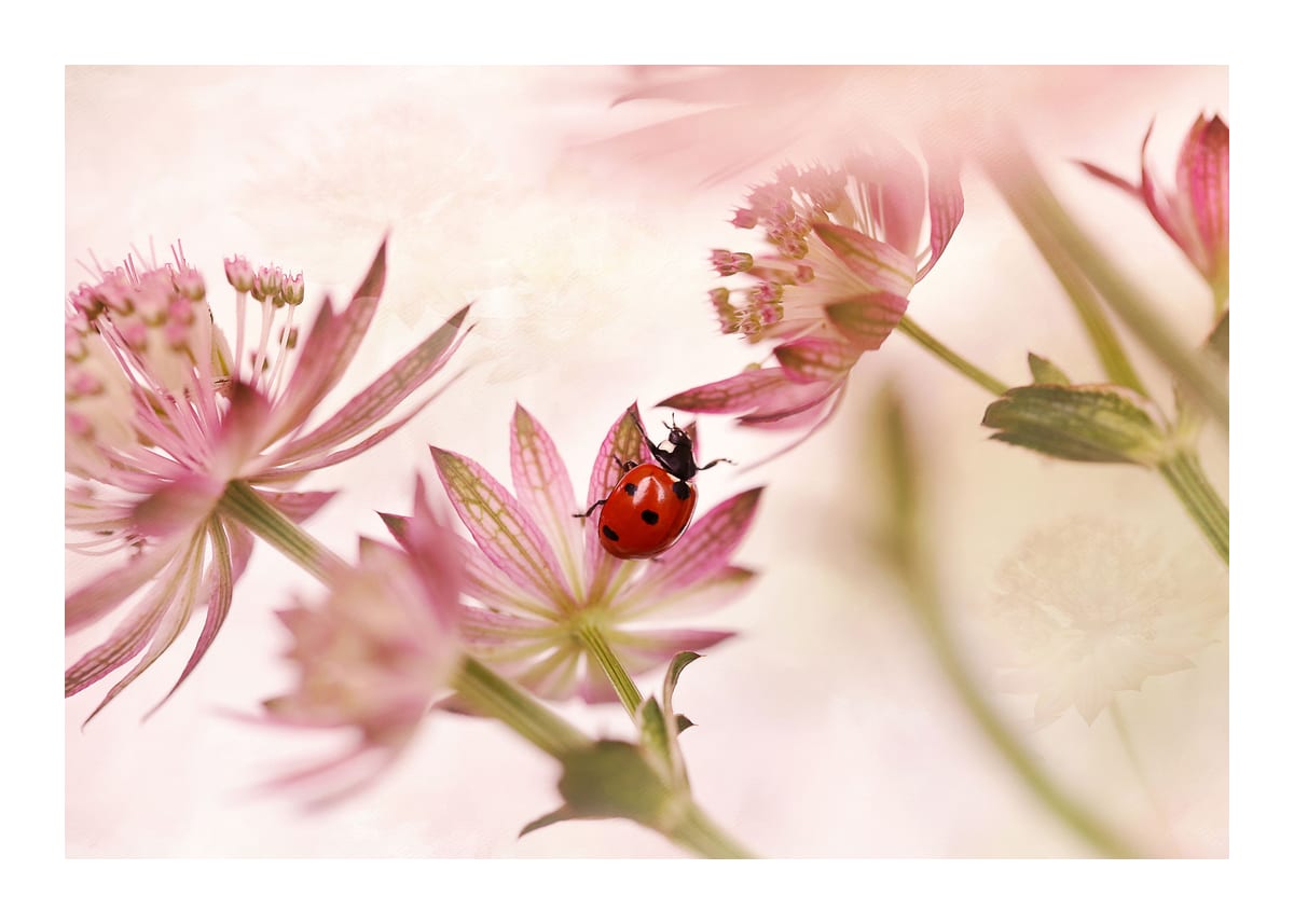 variant-50x70_with-margin