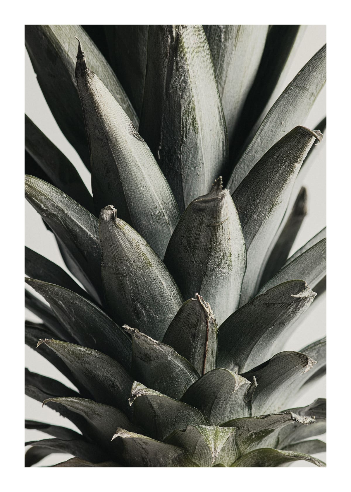 variant-50x70_with-margin