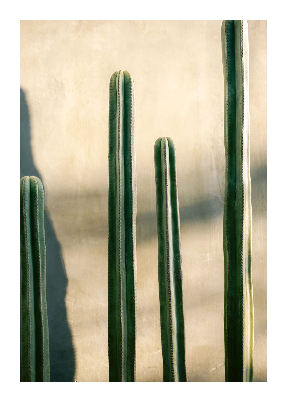 variant-50x70_with-margin