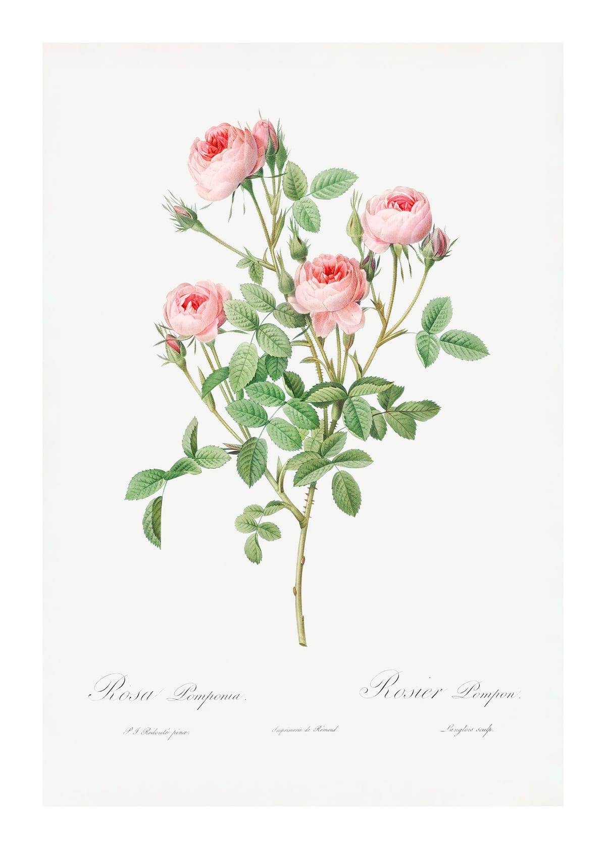 variant-50x70_with-margin