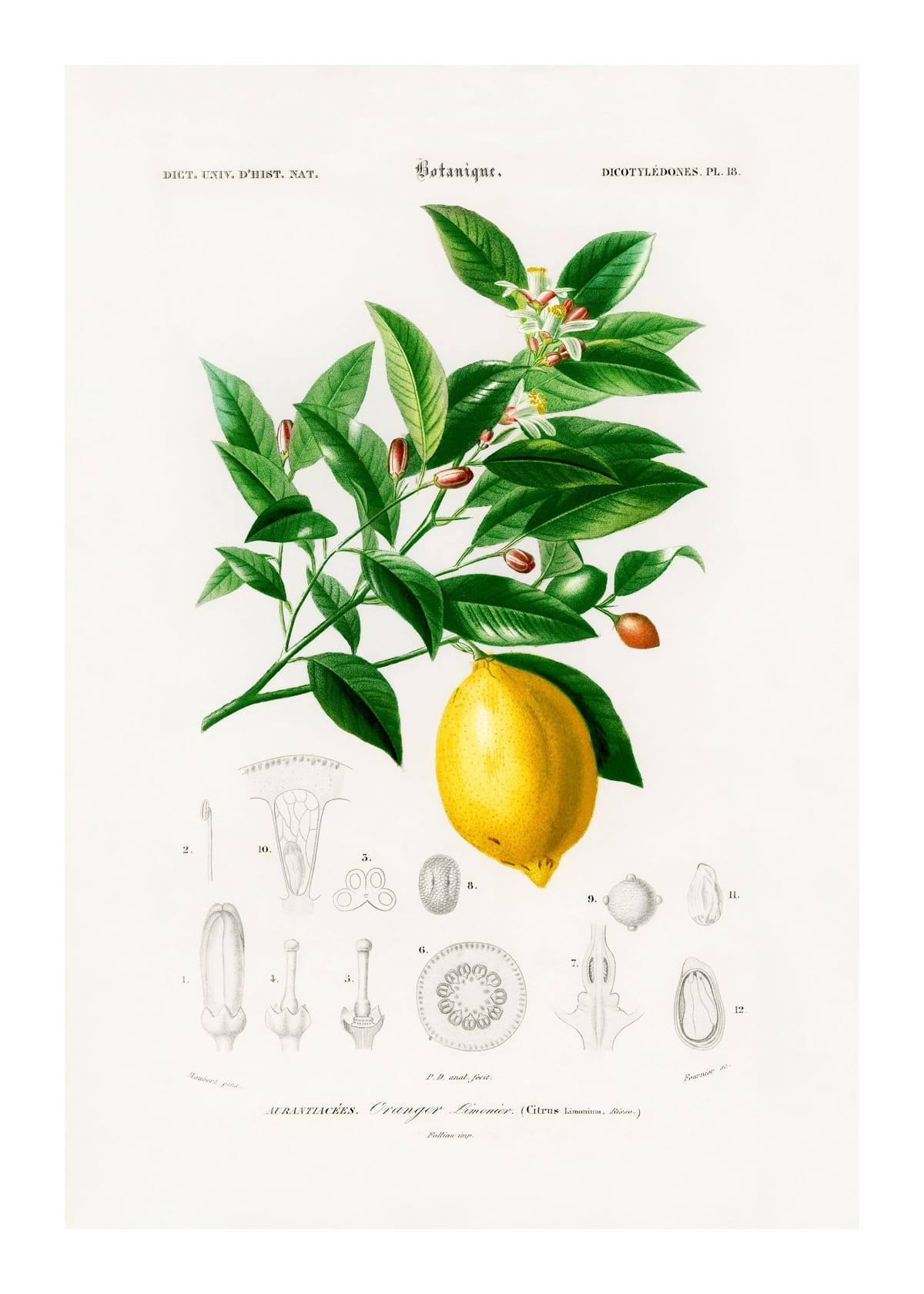 variant-50x70_with-margin