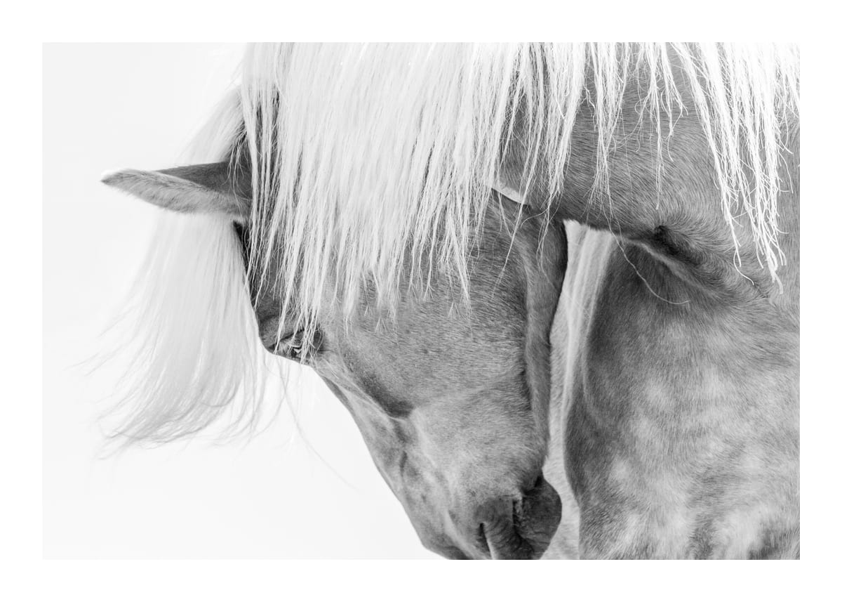 variant-50x70_with-margin