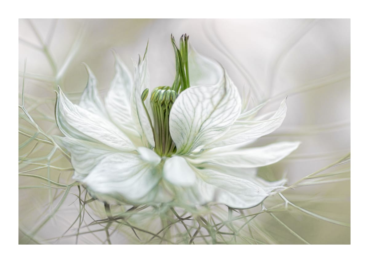 variant-50x70_with-margin