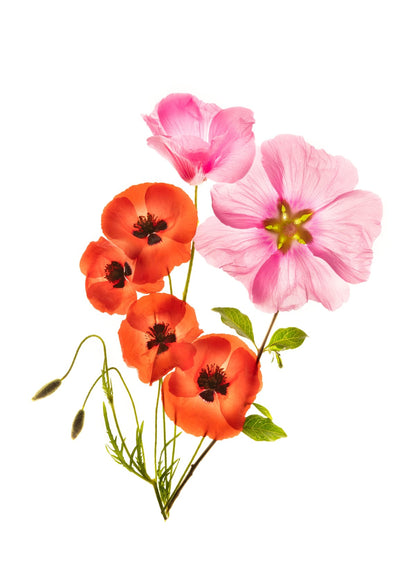 variant-50x70_with-margin