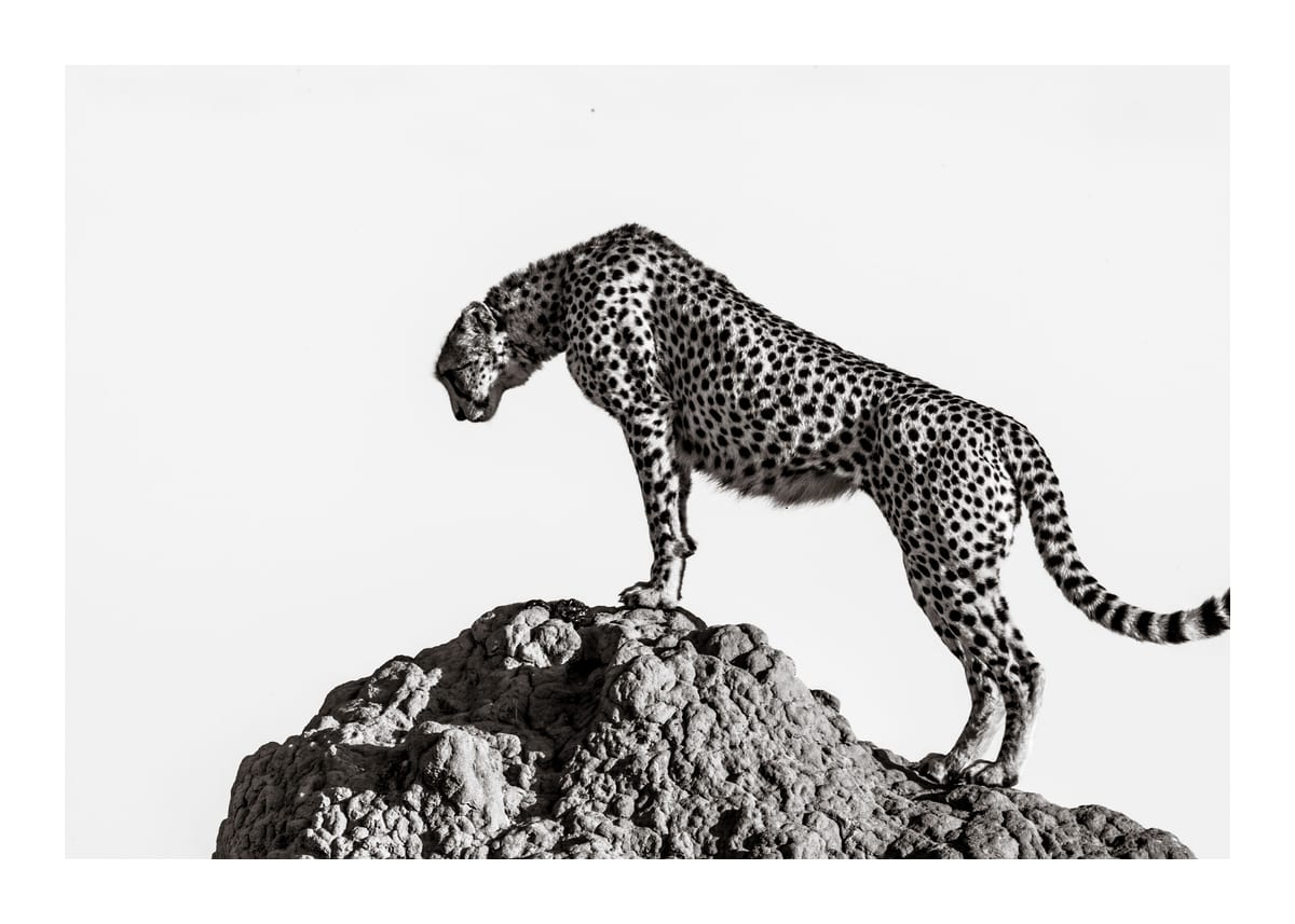 variant-50x70_with-margin