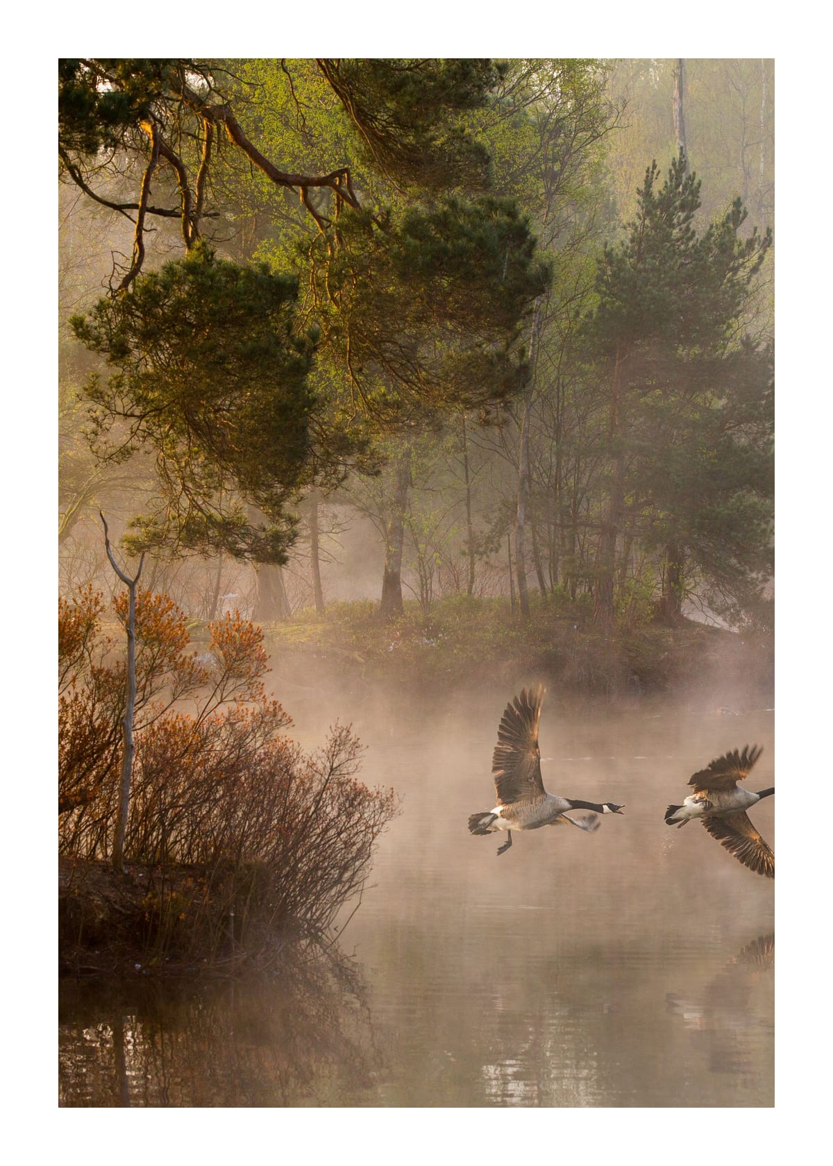 variant-50x70_with-margin